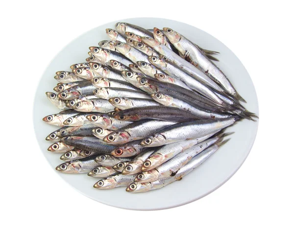 Mediterranean anchovies isolated on a white background — Stock Photo, Image