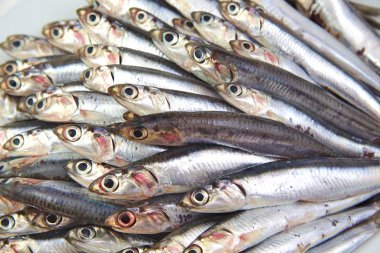 Fresh raw mediterrean anchovies clipart