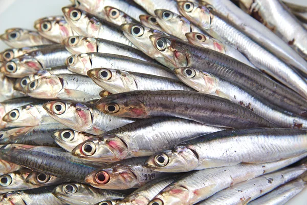 Anchovas mediteranas cruas frescas — Fotografia de Stock