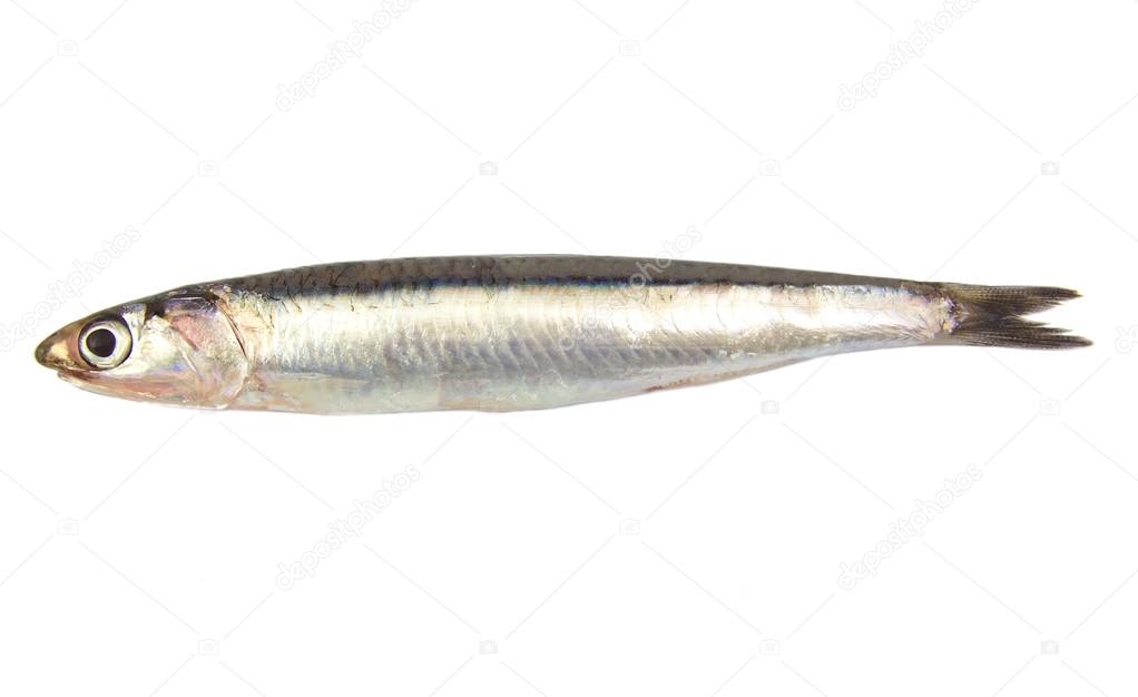 Whole single fresh raw european anchovy isolated on a white background