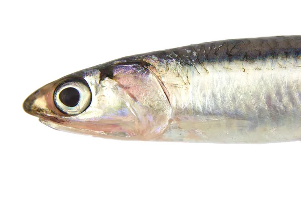 Primer plano de anchoa fresca europea cruda aislada sobre un fondo blanco —  Fotos de Stock