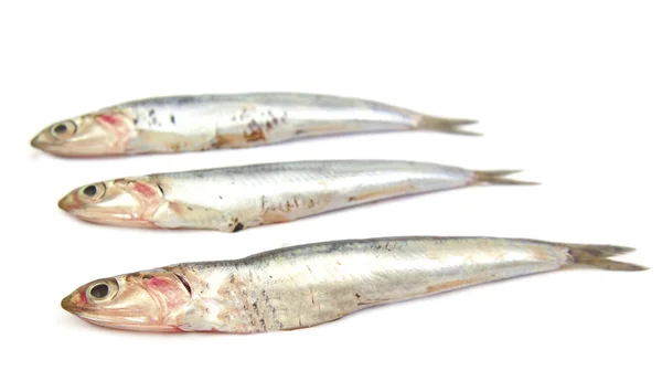 Three anchovies with lighlty blurred background — Stock Photo, Image