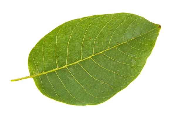 Walnut leaf isolated on white background — Stock Photo, Image