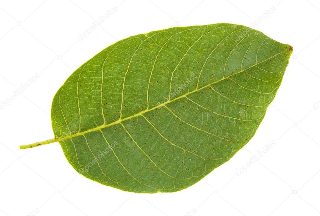 Walnut leaf isolated on white background