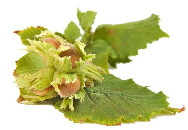 Hazel nuts or Corylus avellana with leaves isolated on a white background — Stock Photo, Image