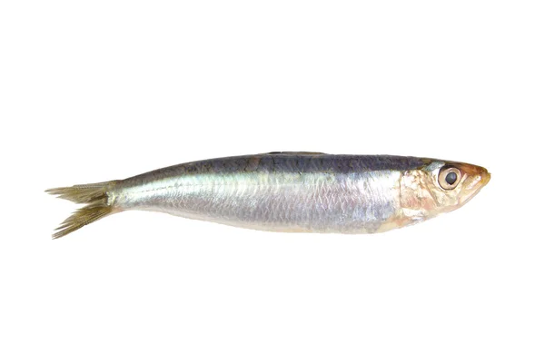 Verse rauwe sardine geïsoleerd op een witte achtergrond — Stockfoto
