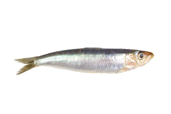 Sardinha crua fresca isolada sobre fundo branco — Fotografia de Stock