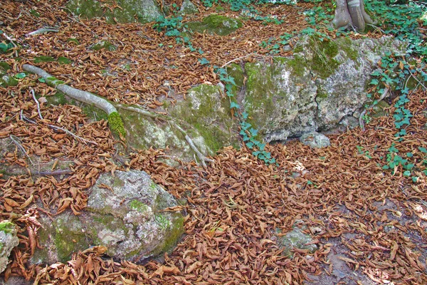 Feuilles d'automne tombées sur le sol — Photo
