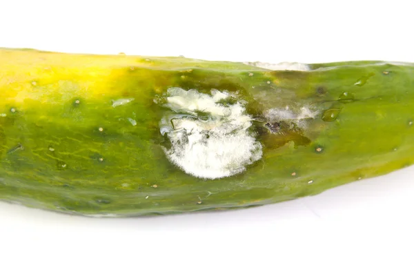 Gegoten plantaardige beenmerg of courgette, geïsoleerde op witte achtergrond — Stockfoto