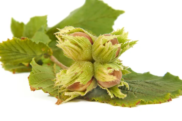 Hazelnuts with leaves isolated on a white background — Stock Photo, Image
