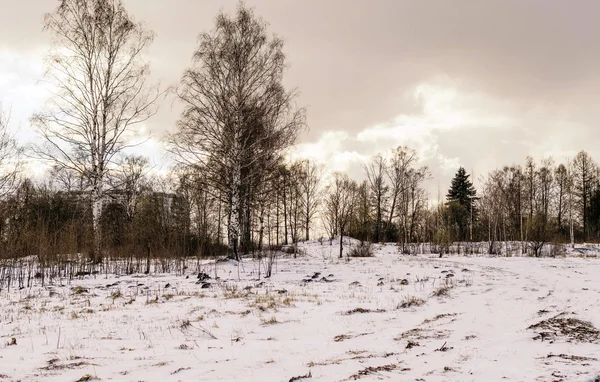 Two birches Stock Image