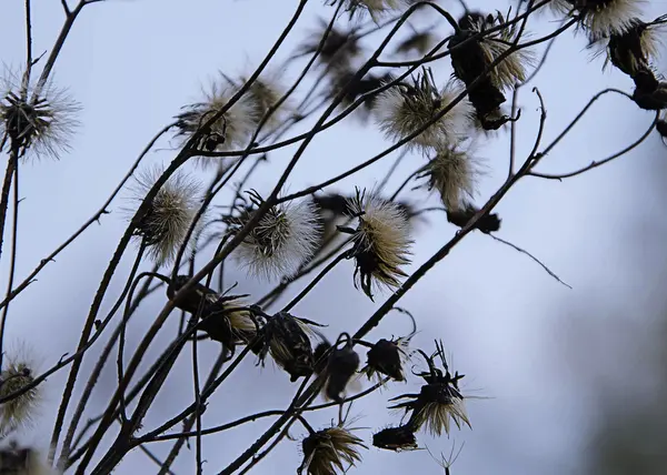 Paardenbloemen — Stockfoto