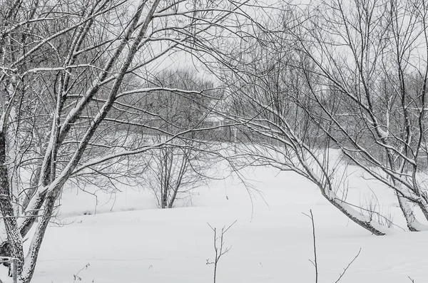 Snöigt landskap — Stockfoto