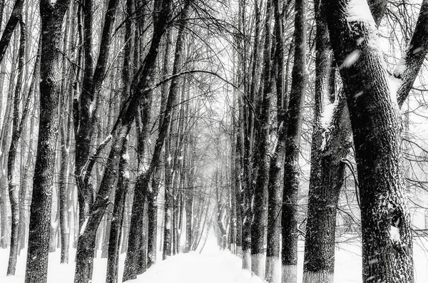 雪に覆われた路地 — ストック写真