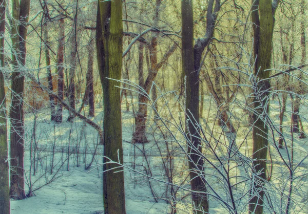 冬の色 — ストック写真