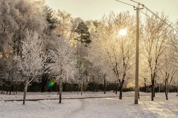 Sol de invierno —  Fotos de Stock