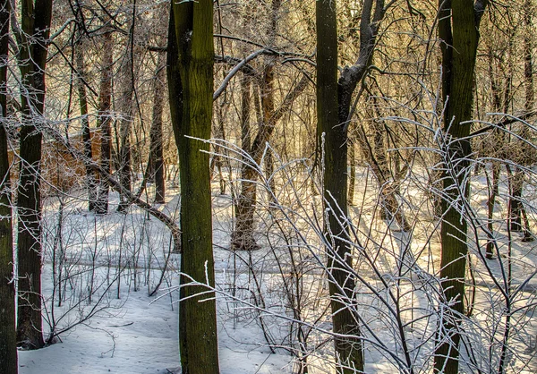 Cores do inverno — Fotografia de Stock