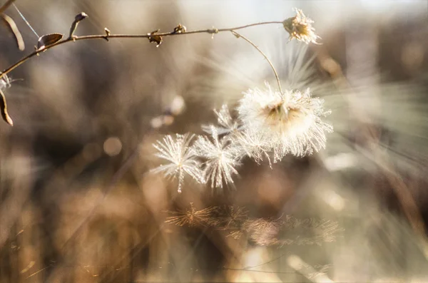 Zonne-bloem — Stockfoto