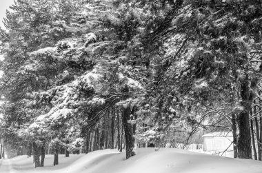 Yolun, köknar ağacı