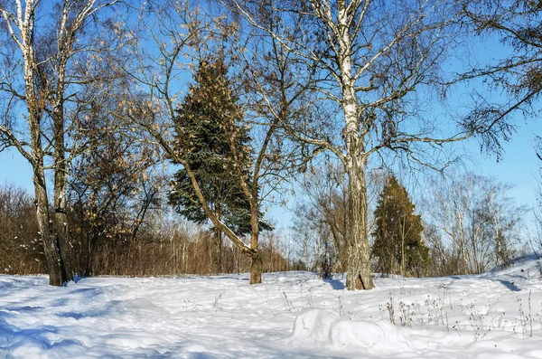 Kanten av skogen — Stockfoto