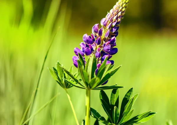 Fiori di prato — Foto Stock