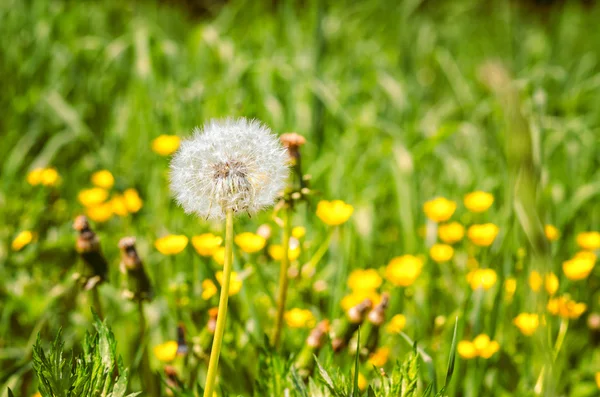 Paardenbloemen — Stockfoto