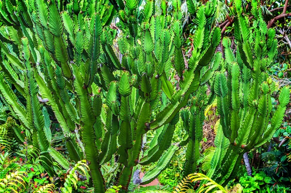 Jardín de cactus — Foto de Stock