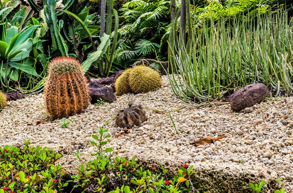 Сад кактусов — стоковое фото