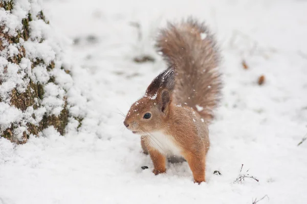 Écureuil neigeux Trouver de la nourriture . — Photo