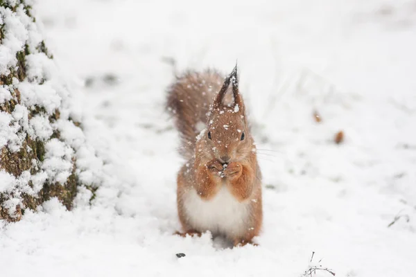 Écureuil neigeux Trouver de la nourriture . — Photo