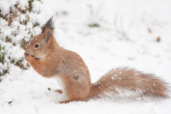 https://st2.depositphotos.com/4194399/10069/i/450/depositphotos_100693518-stock-photo-snowy-squirrel-finding-food.jpg