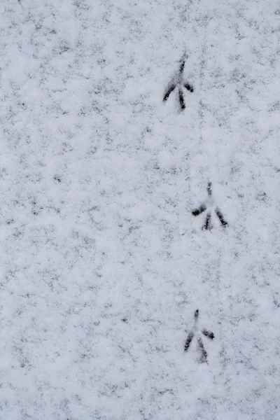 Bird Tracks in the Snow.