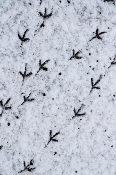 Bird Tracks in the Snow.