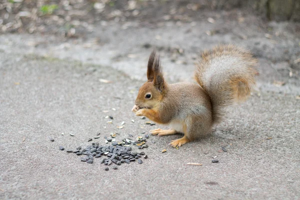 Écureuil mangeant des graines de tournesol . — Photo