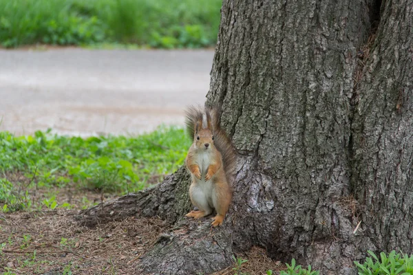 Eichhörnchen steht auf der Wurzel — Stockfoto