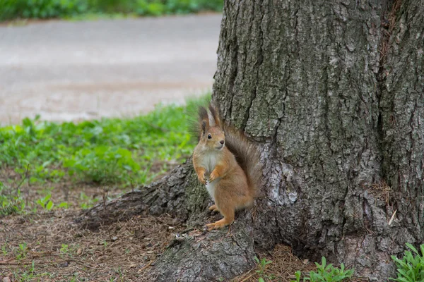 Écureuil se tient sur la racine — Photo