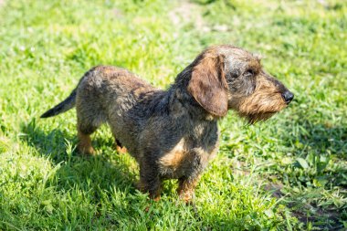 Alman porsuk-köpek çim