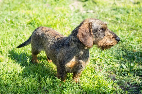 Alman porsuk-köpek çim