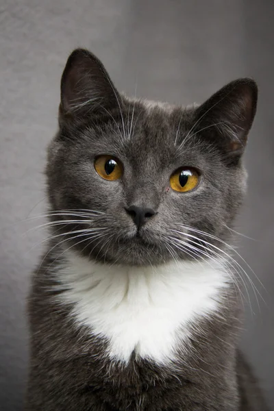 Retrato de gato — Fotografia de Stock