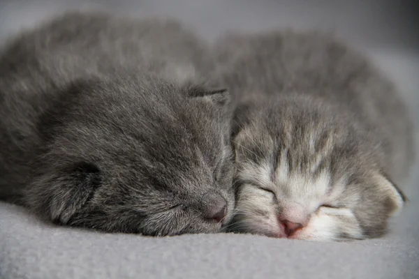 Gatinhos bonitos adormecidos — Fotografia de Stock