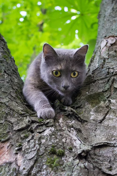 猫在树上 — 图库照片