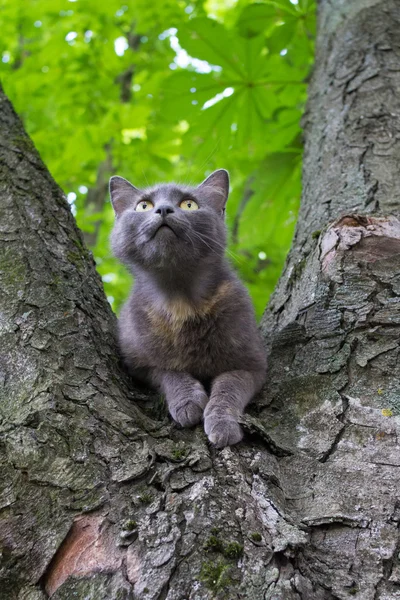 猫在树上 — 图库照片