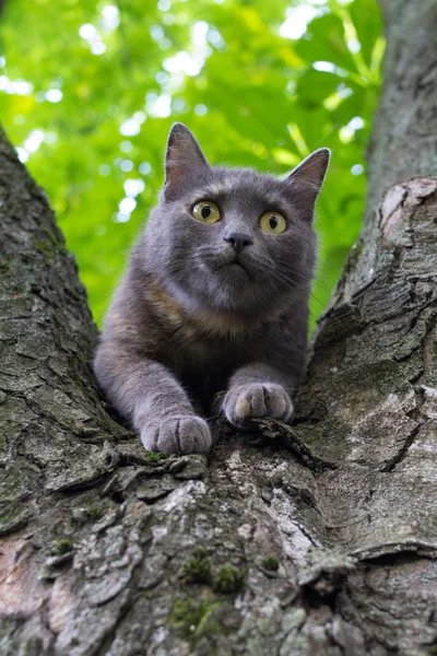 Chat à un arbre — Photo