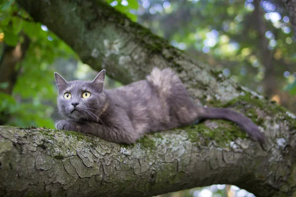 Katt på ett träd — Stockfoto