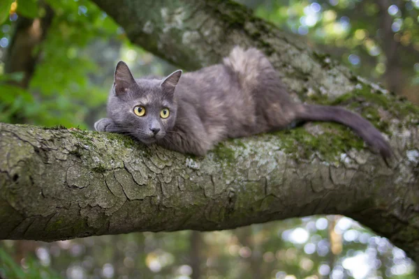 猫在树上 — 图库照片