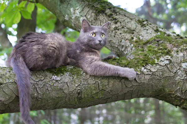 Cat at at a Tree — стоковое фото