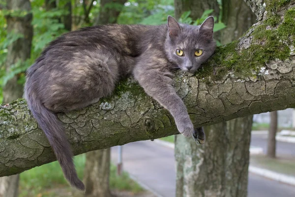 Gato preguiçoso em uma árvore — Fotografia de Stock