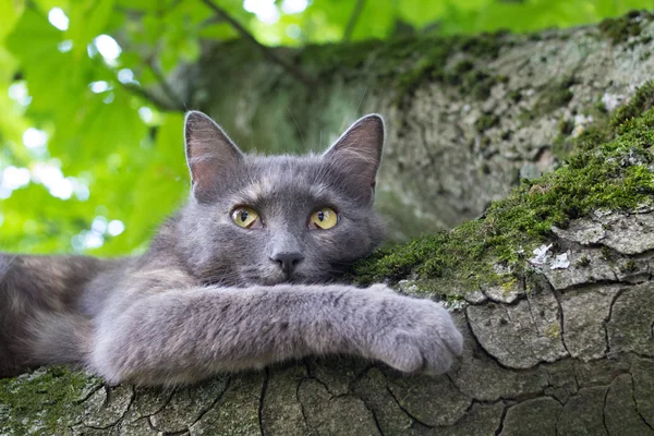 Katze an einem Baum — Stockfoto