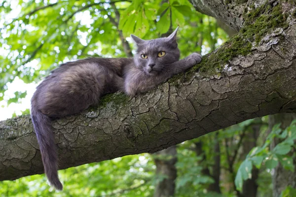 Gato maligno em uma árvore — Fotografia de Stock