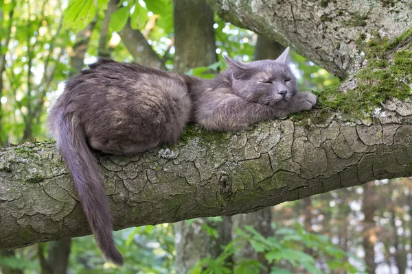 Chat endormi à un arbre — Photo